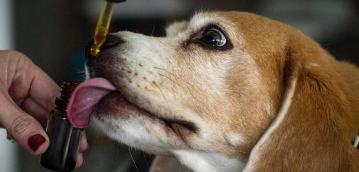 Helping You to Know the Right Ways to Use CBD for Your Pets
