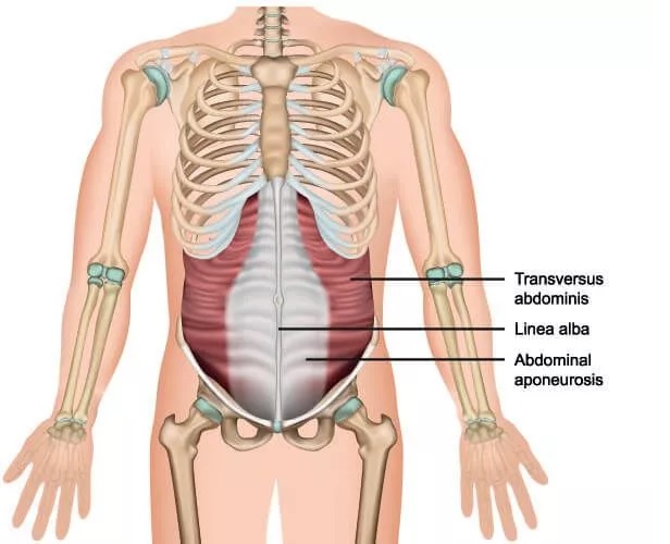 Trail Guide to the Body: How to Locate Muscles, Bones and More
